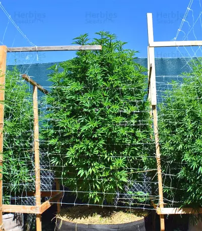 Graines de cannabis Kali China Breeders Pack (Ace Seeds)