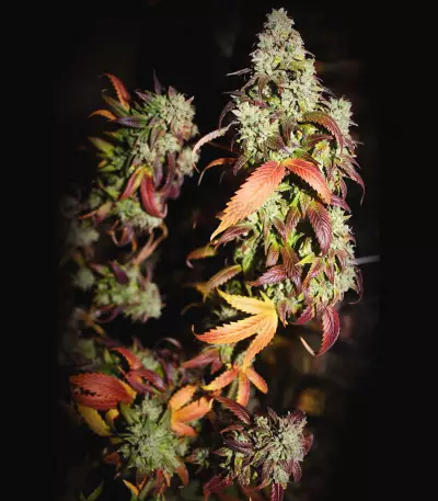 Kandy Kush (Reserva Privada)
