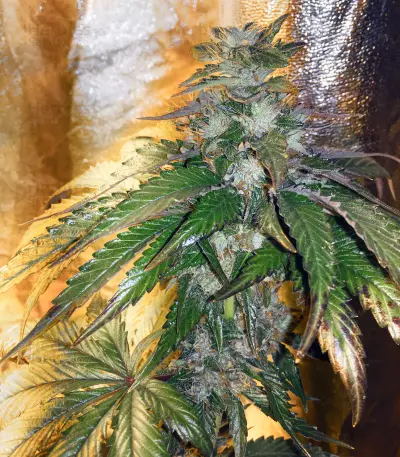 Graines de cannabis LA Confidential (DNA Genetics)