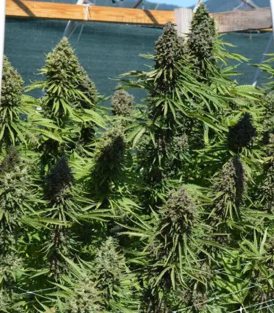 Malawi x PCK (Ace Seeds)