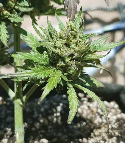 Monster Bruce Banner feminized seeds