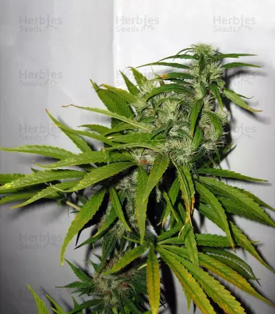 Neville's Haze Mango Seeds
