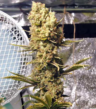 Semi femminizzati Northern Light X Skunk (G13 Labs)