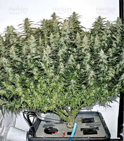 Northern Lights Seeds (Seedstockers)