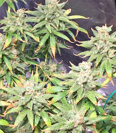 Pakistan Chitral Kush Seeds