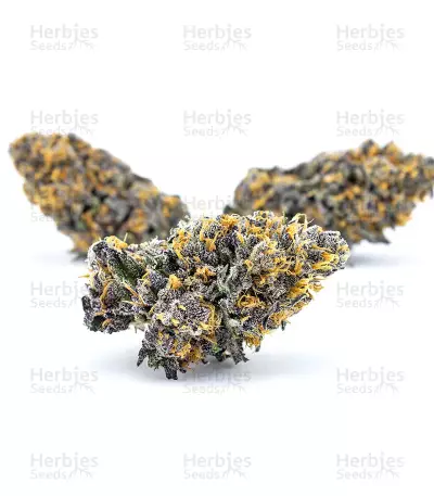 Panama D.C. Seeds