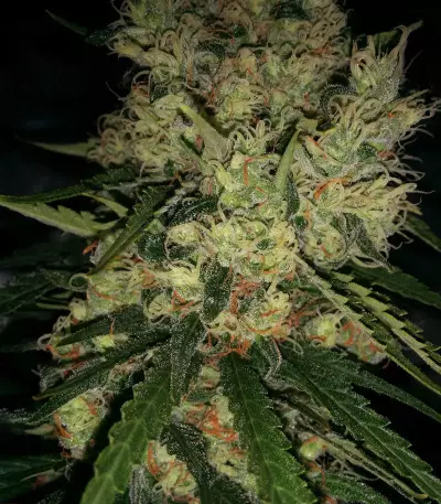 Pineapple Haze Seeds