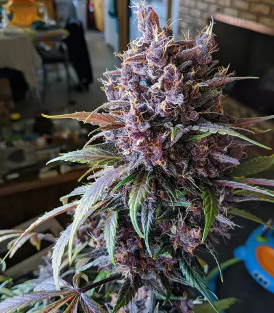 Graines féminisées de Purple Lemonade Auto (Fast Buds)