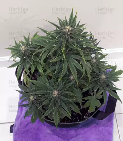 Raw Diesel (G13 Labs)