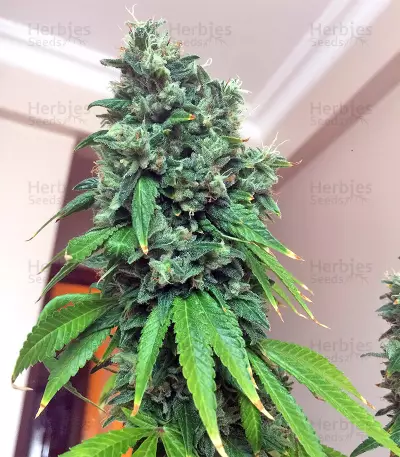 Sour Ryder ASB Giant Auto seeds