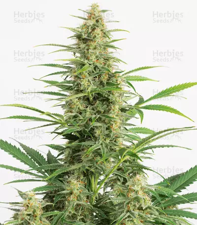 Sour Sorbet (DNA Genetics)