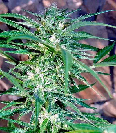 South Mountain Cheese seeds