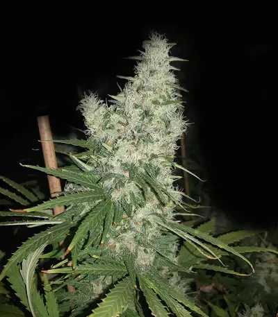 Graines de cannabis Sweet Valley Kush x Amnesia x Dosidos (GHS)
