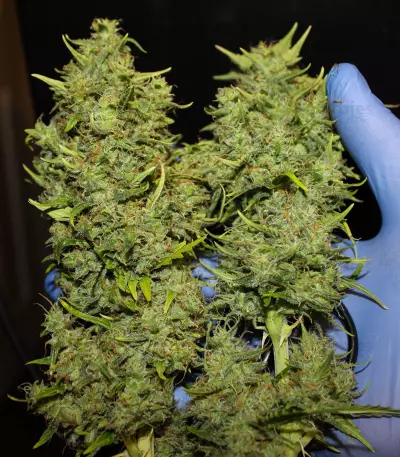 Tangie'matic Auto Seeds