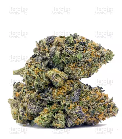 Thin Mint Crack Seeds
