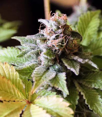 White Widow feminized seeds (White Label)