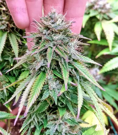 White Widow feminized seeds (Flying Dutchmen)