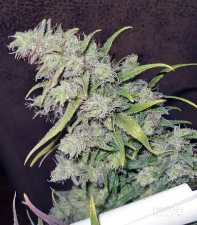 Atomical Haze Seeds