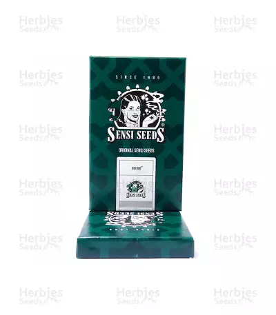 Graines de cannabis Big Bud regular (Sensi Seeds)