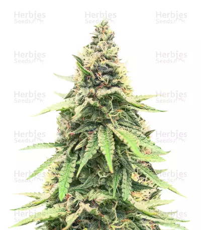 Critical Amnesia Feminized Seeds (AlphaFem Seeds)