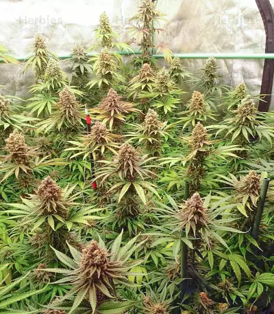 Green Crack Punch (Green Punch) feminized seeds