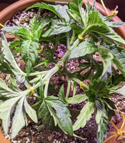 Jack’s Dream feminized seeds (Green House Seeds)