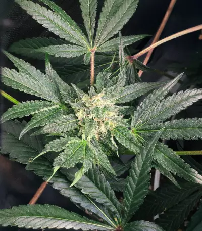 Semillas Feminizadas Keep Frosted Guava Autoflower (Seedkeepers)