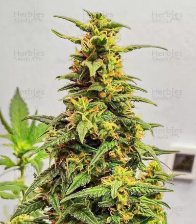 Kosher Kush 66 Autoflower Feminized Seeds (EGS)