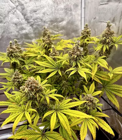 Legendary OG Punch (Legendary Punch) Seeds