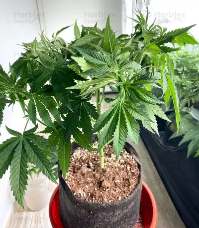 Legendary OG Punch (Legendary Punch) Seeds