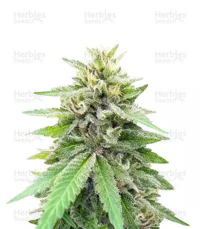 Lord Kush Feminized Seeds (Delicious Seeds)