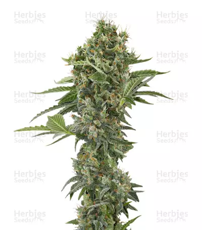 Buy Moby Dick feminized seeds
