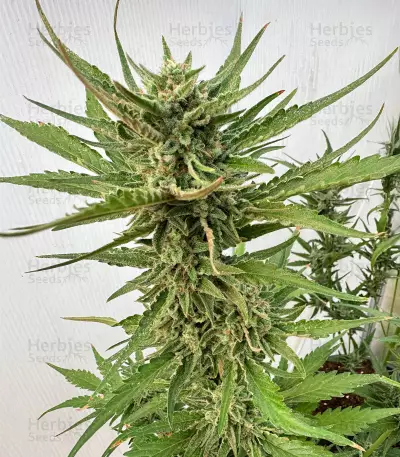 Orange Apricot Glue XL Auto Feminized Seeds (Sweet Seeds)