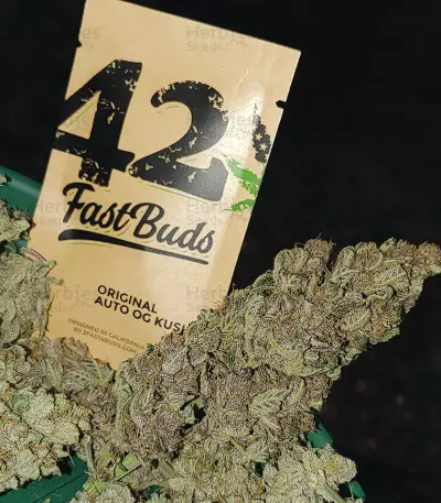 Original Auto OG Kush Seeds