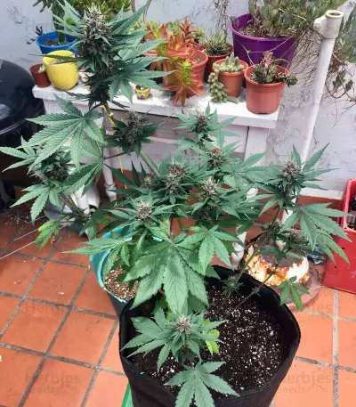 Purple Bud Seeds