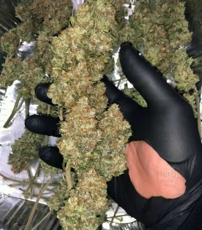 Purple Bud Seeds
