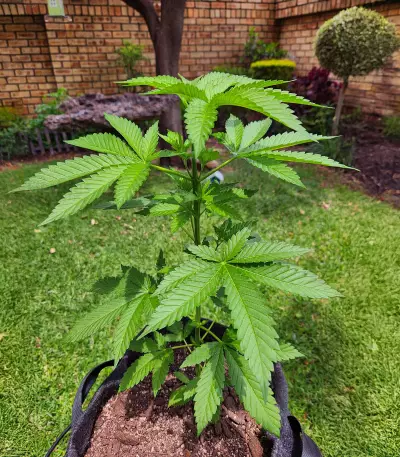 Somango XXL (Nirvana Seeds)