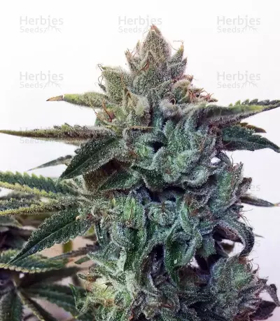 Sticky Z Glue feminized seeds