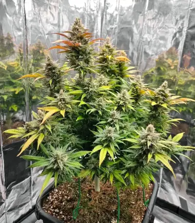Amnesia Haze Seeds (Royal Queen Seeds)
