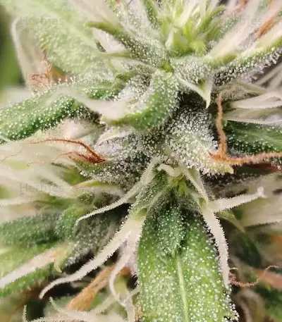 Big Bud feminized seeds (Seedstockers)