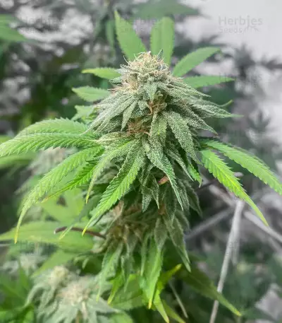 Sementes Feminizadas Blueberry Hill (Herbies Seeds)