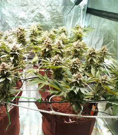 Bubba Delight Regular seeds