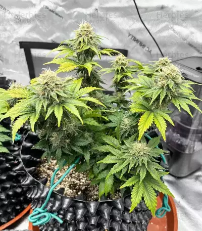 Semi femminizzati di Crème De la Chem Auto