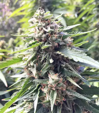 Graines de cannabis DJ’s Gold (DNA Genetics)