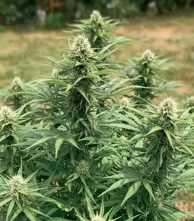Doctor Shiva Auto (Flash Seeds)