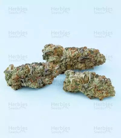 G.S. Cookies Feminized (Humboldt Seeds Company)