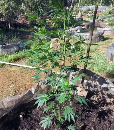GH Cheese x Lemon Wookie Glue (GHS)