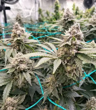 Grimm Glue feminisierte Samen (Brothers Grimm Seeds)