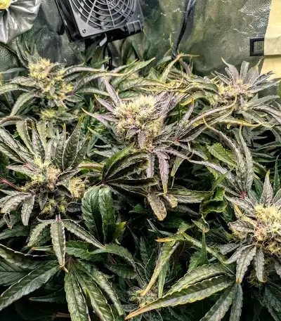 Grimm Glue feminisierte Samen (Brothers Grimm Seeds)