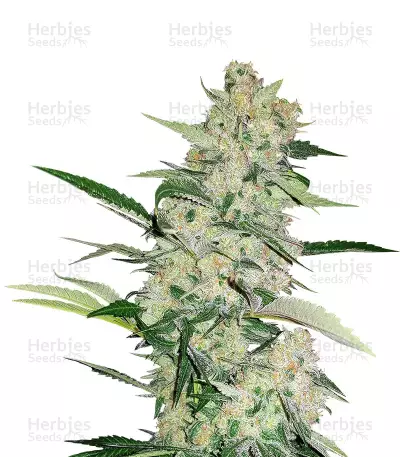 Hash Fruit Regular (CannaBioGen)